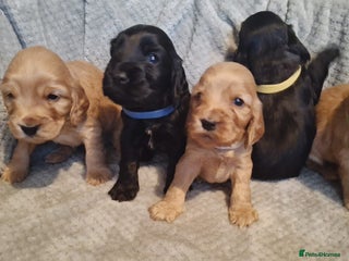 Cocker Spaniel dogs Stunning KC registered show cocker puppies - Advert 1