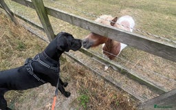 Great Dane dogs for sale: Female KC registered Great Dane - Image 5