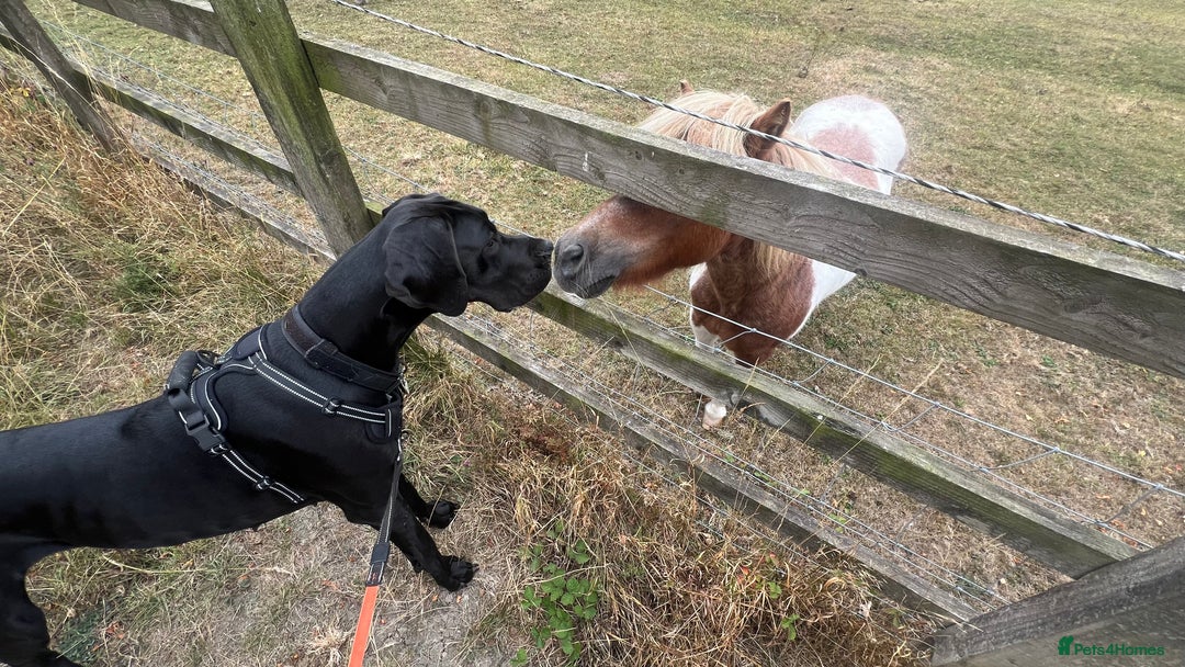 Great Dane dogs for sale: Female KC registered Great Dane - Image 5
