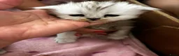 Persian cats for sale: Beautiful Persian Kittens  - Advert 3