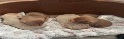 Jack Russell dogs for sale: Stunning miniature jack Russell puppies  - Advert 19