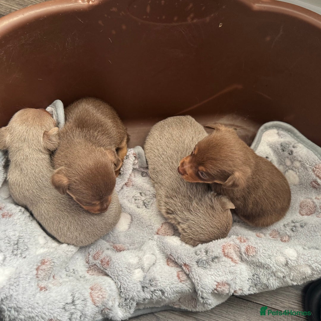 Jack Russell dogs for sale: Stunning miniature jack Russell puppies  - Advert 19