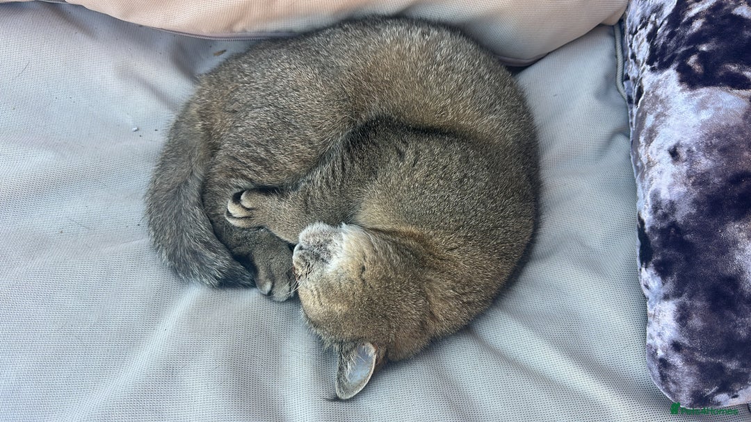 Scottish Fold cats for sale: Scottish straight - Image 2