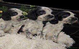 Cocker Spaniel dogs for sale: Exceptional Pedigree Show Type English Cockers  - Image 16