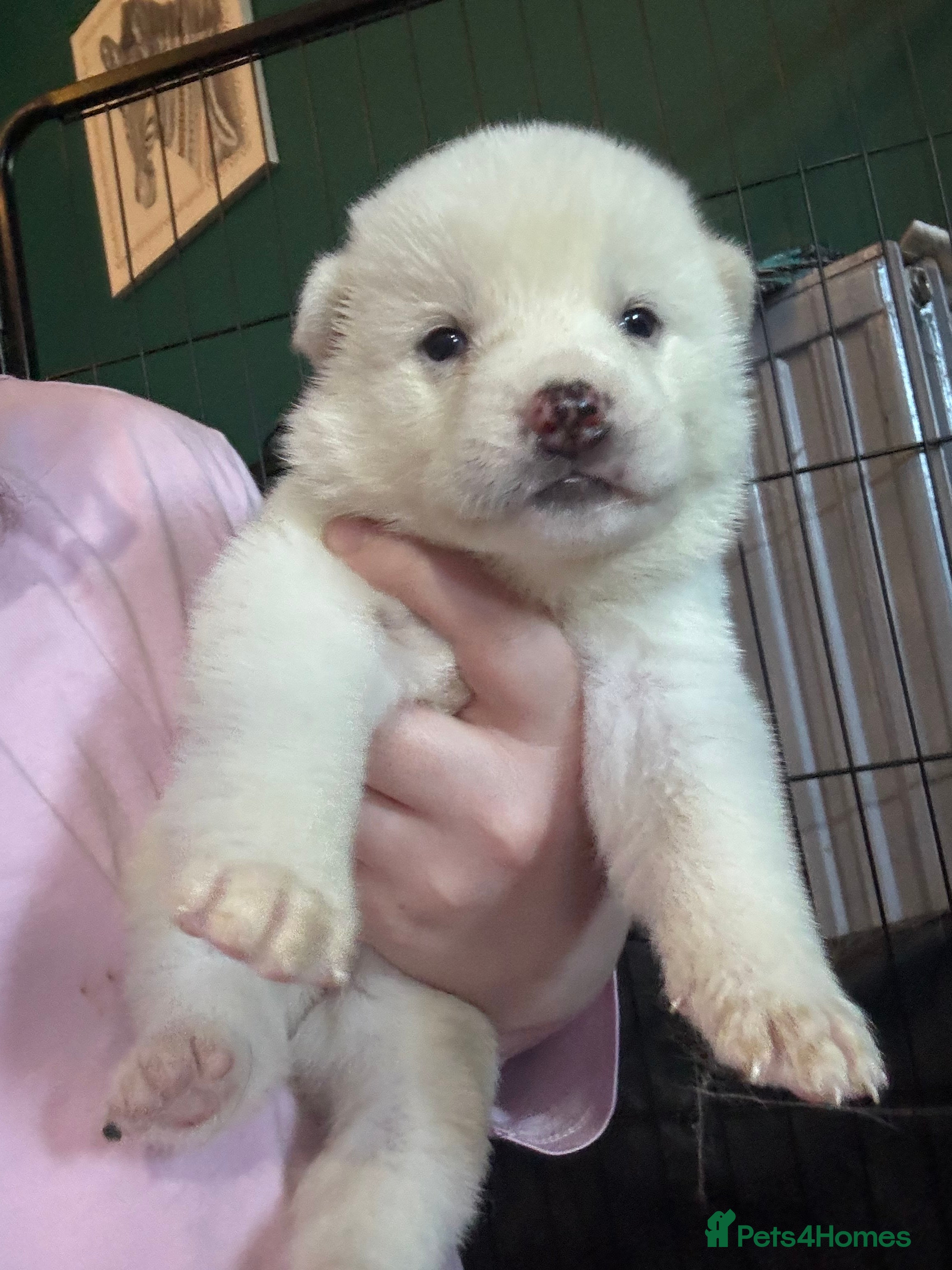 Japanese Akita Inu dogs 7 Japanese akitas  - Advert 18