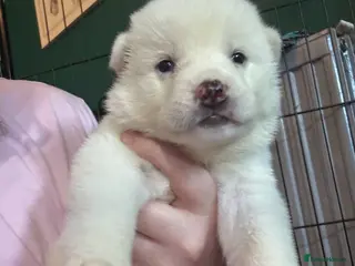 Japanese Akita Inu dogs 7 Japanese akitas - Advert 18