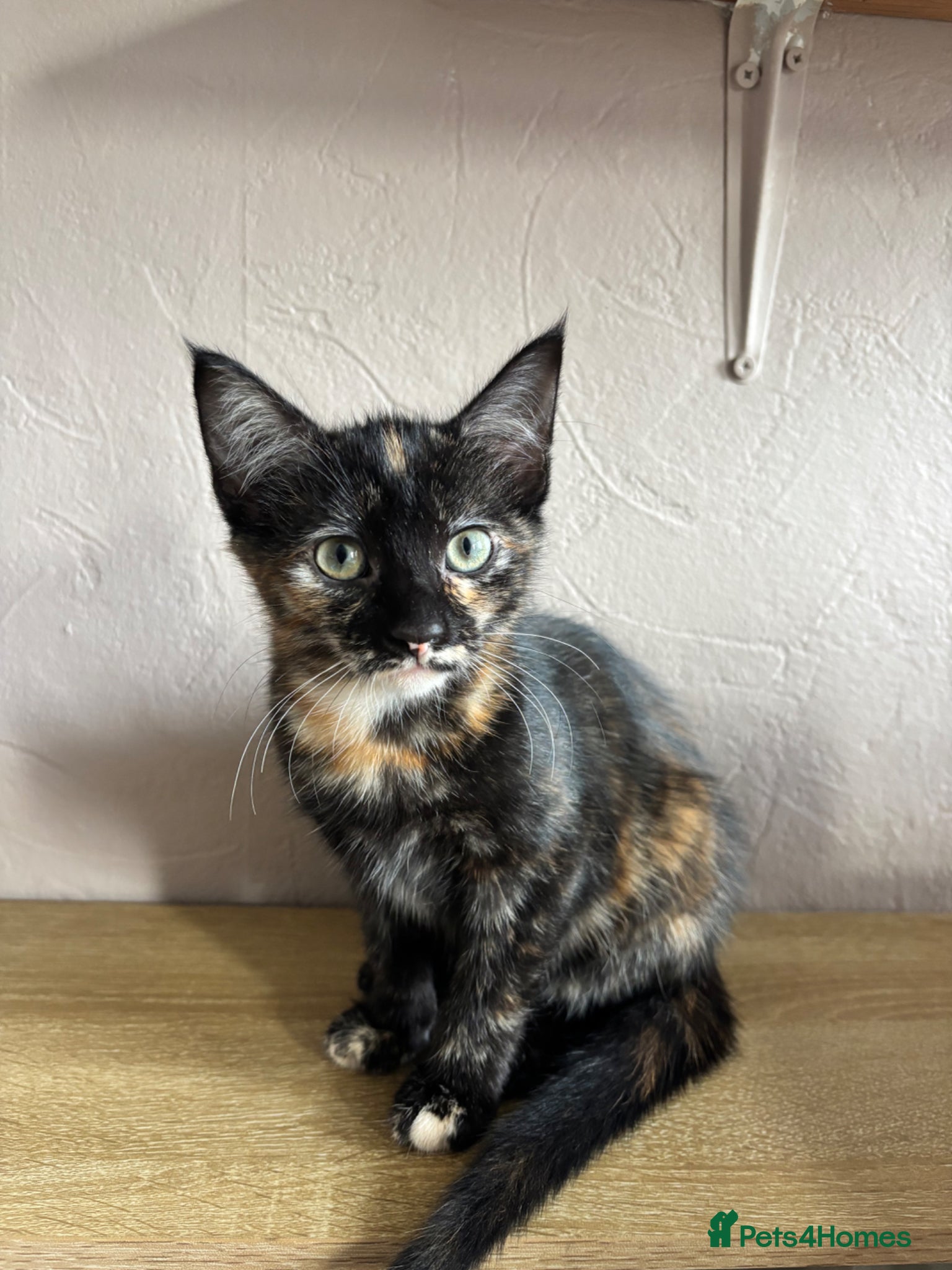 Mixed Breed cats Two gorgeous kittens looking for a forever home - Advert 2