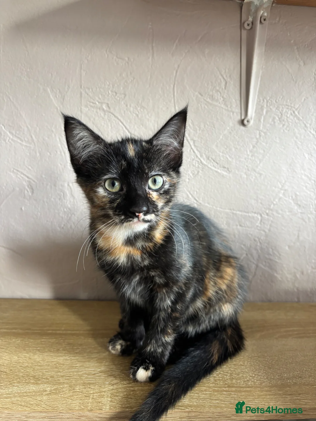 Mixed Breed cats for sale: Two gorgeous kittens looking for a forever home - Advert 1