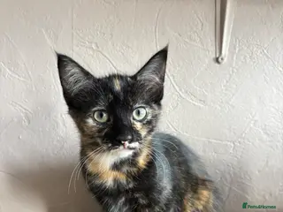 Mixed Breed cats Two gorgeous kittens looking for a forever home - Advert 8
