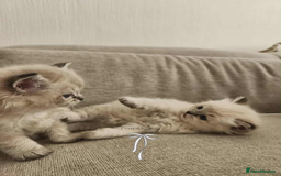 Ragdoll cats for sale: 🐾🌸GCCF Adorable purebred Ragdoll Kittens🌸🐾 - Image 2