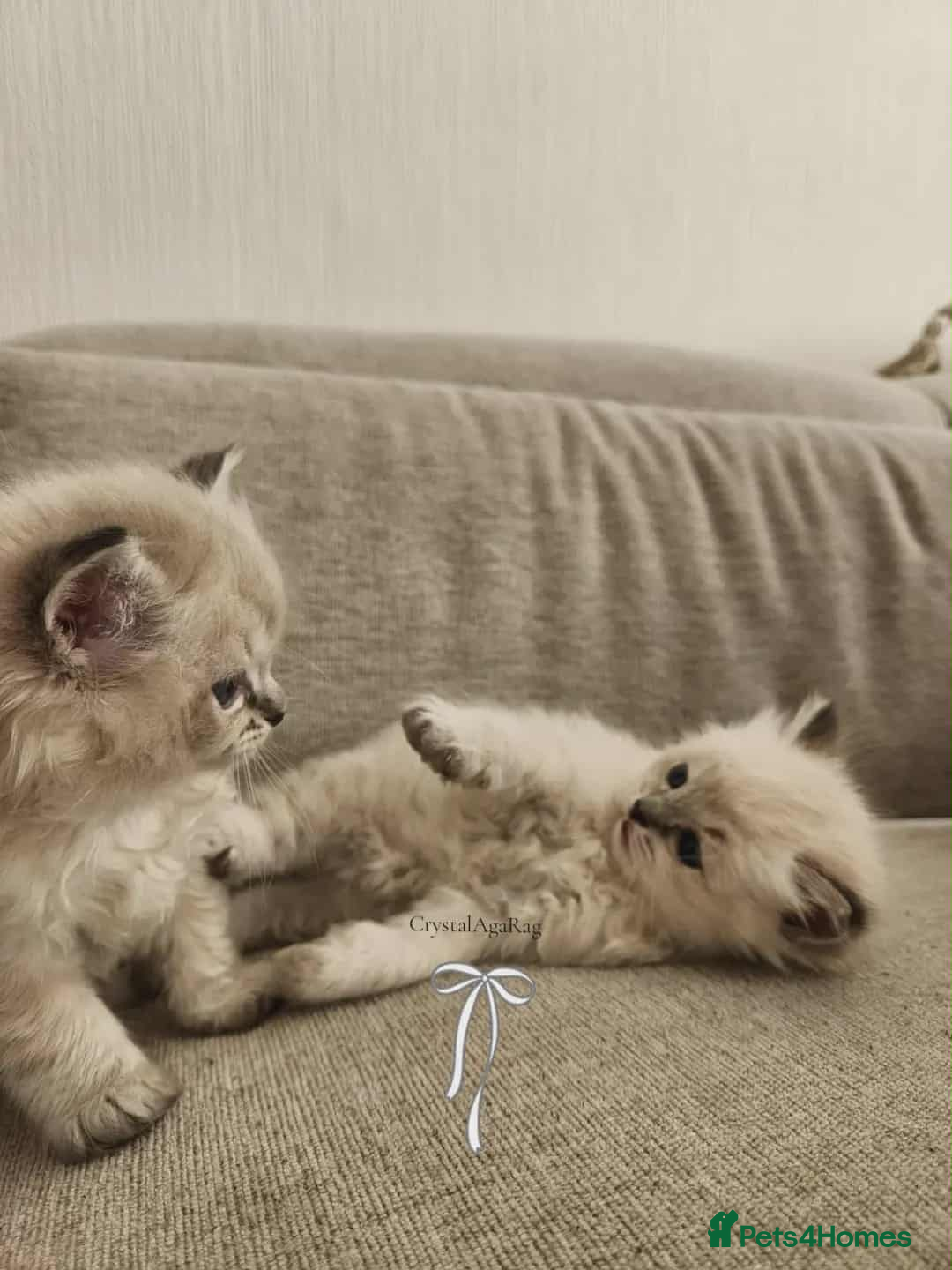 Ragdoll cats for sale: 🐾🌸GCCF Adorable purebred Ragdoll Kittens🌸🐾 - Image 2