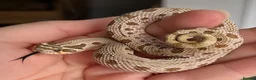 Snake reptiles for sale: Various 2024/2025 Western Hognoses - Advert 10