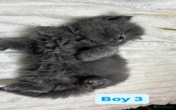 British Longhair cats for sale: British Long/Short Hair Adorable Kittens - Advert 12