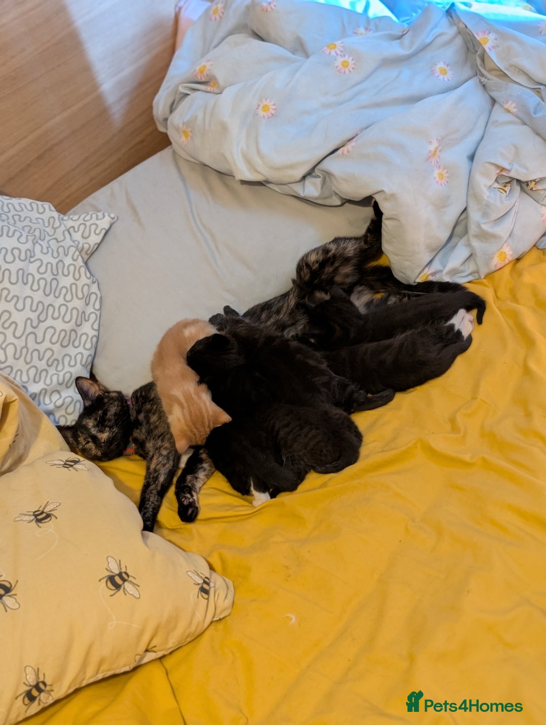 Mixed Breed cats for sale: 5 Mixed Kittens Ready In 2 Weeks - Image 13