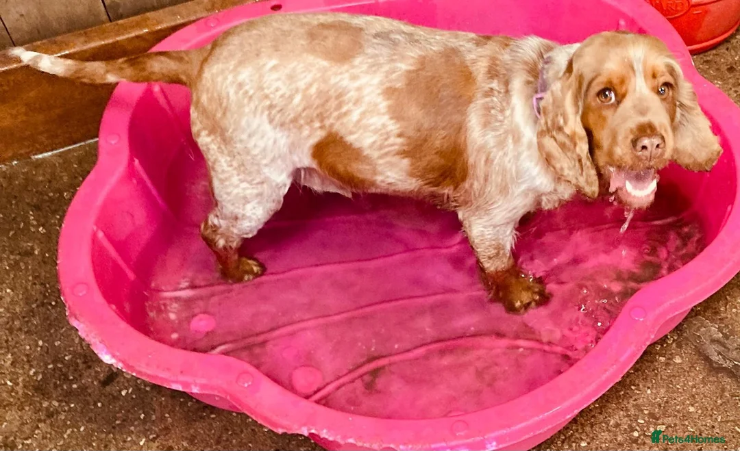 Cocker Spaniel dogs for sale: Female Show Cocker Spaniel - Advert 3