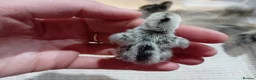 Quail poultry for sale: Snowflake Bobwhite Quail Chicks - Advert 6