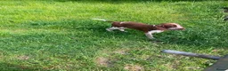 Bracco Italiano dogs for sale: Wonderful litter  - Advert 3