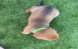 Mixed Breed dogs for sale: 7 beautiful jackshund puppies for sale - Image 15