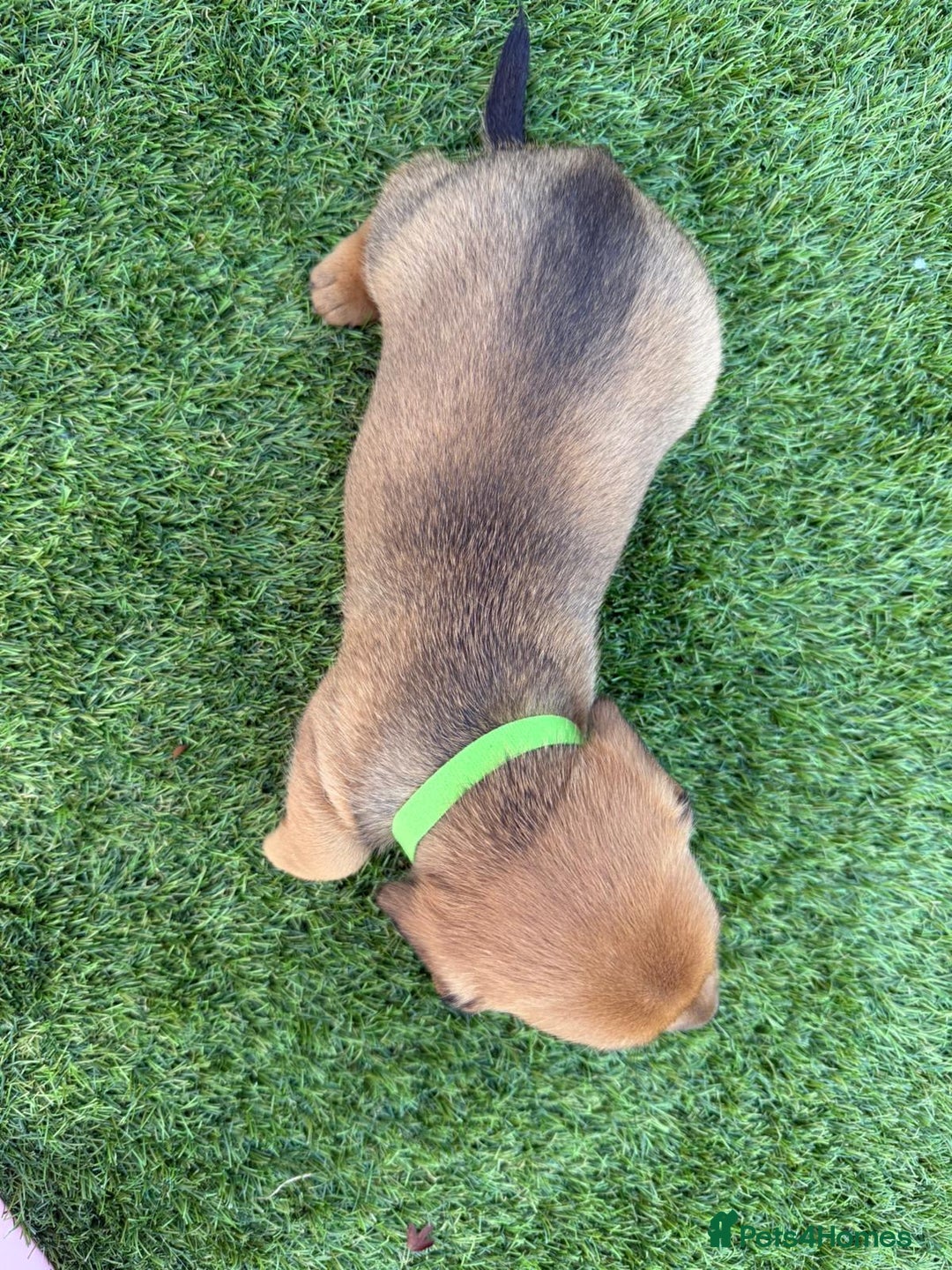 Mixed Breed dogs for sale: 7 beautiful jackshund puppies for sale - Image 15