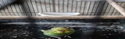 Budgerigars birds for sale: Baby budgies in Stroud - Advert 8