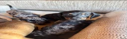 Miniature Dachshund dogs for sale: Miniature dachshunds - Advert 30