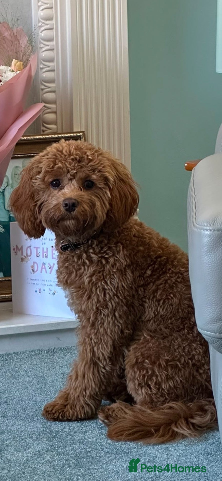 Mixed Breed dogs Cavapoo puppies  - Advert 1