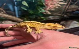 Gecko reptiles for sale: Crests geckos ford sale  - Image 7