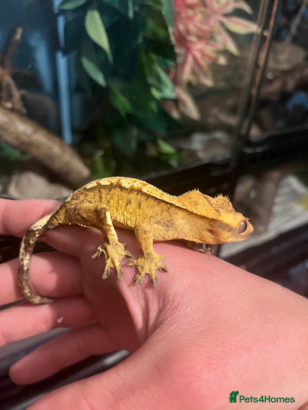 Gecko reptiles for sale: Crests geckos ford sale  - Image 7