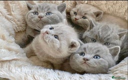 British Shorthair cats for stud: 💙 GCCF & TICA STUD DERBYSHIRE 💙 in Derby - Image 10