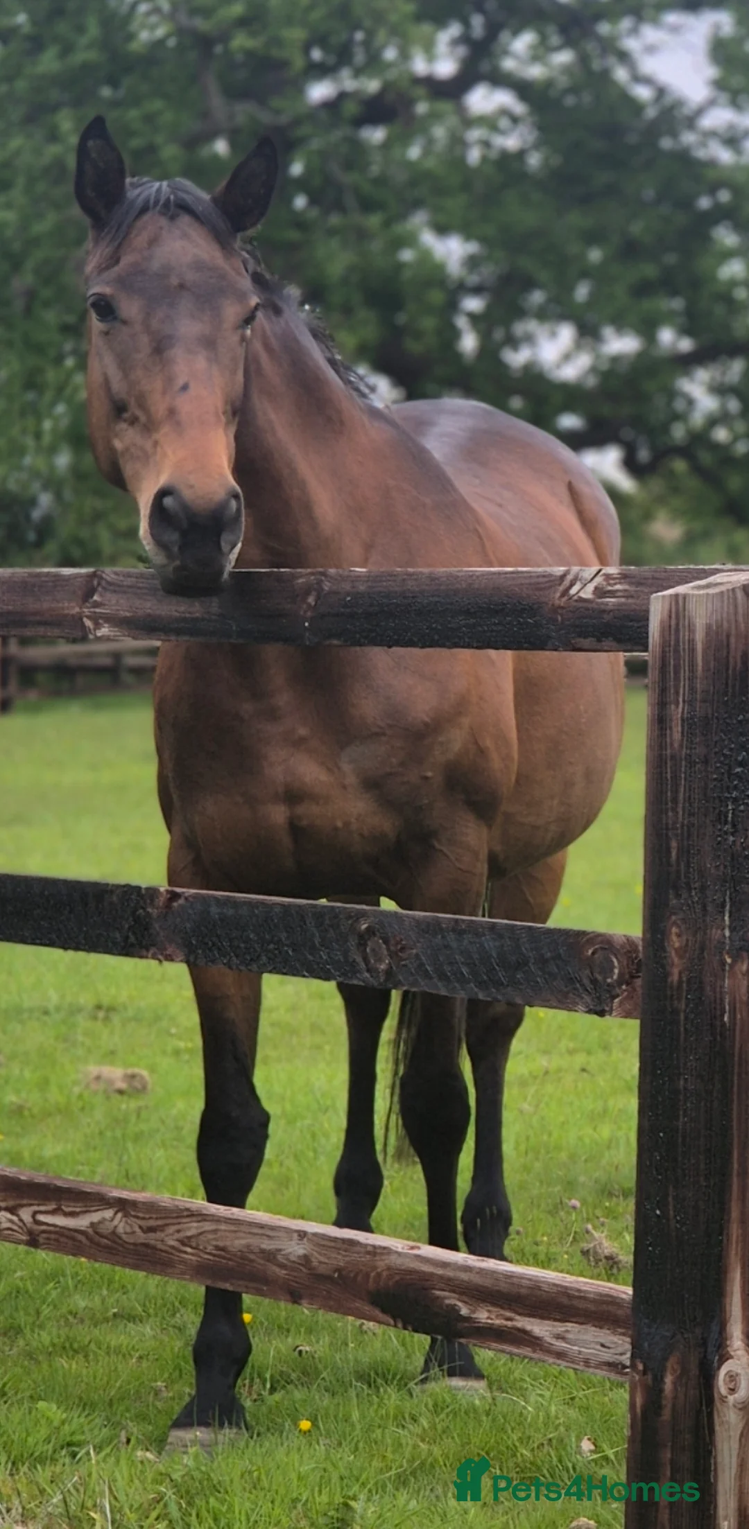 English Thoroughbred horses for sale: May is looking for her forever loan home  - Advert 7