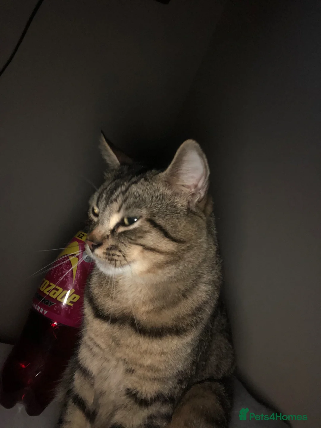 Mixed Breed cats for sale: 3 year old tabby cat - Advert 2