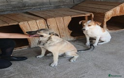 Mixed Breed dogs for adoption: Kiwi, 1 yr old. Available for adoption. - Image 18