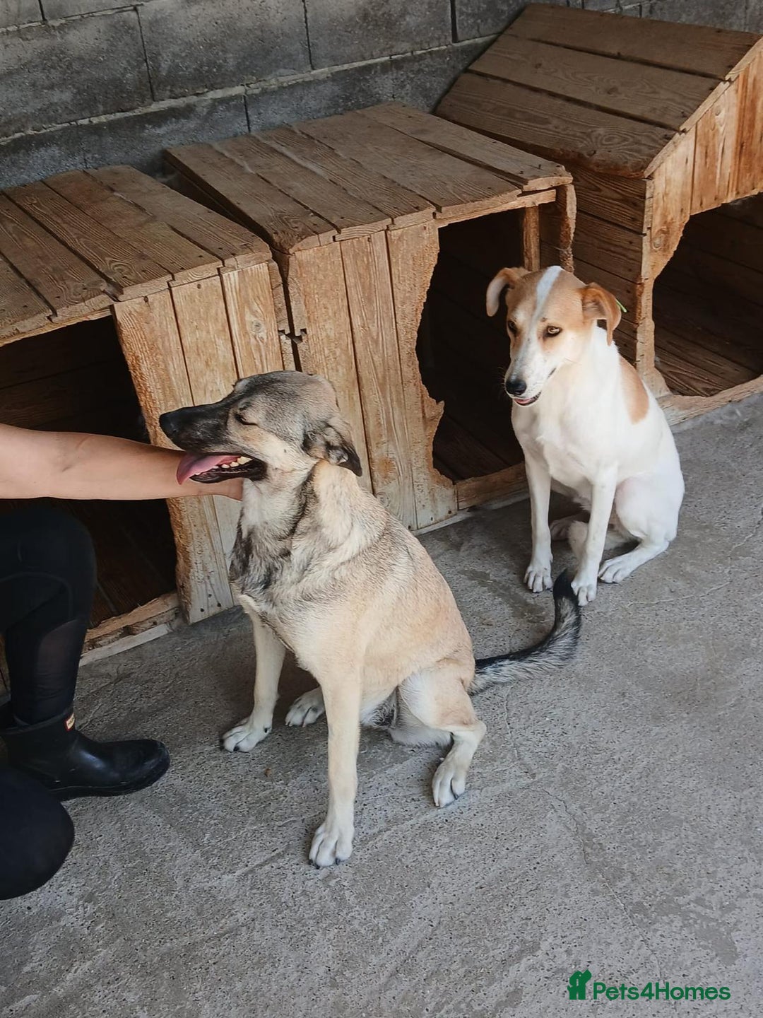 Mixed Breed dogs for adoption: Kiwi, 1 yr old. Available for adoption. - Image 18