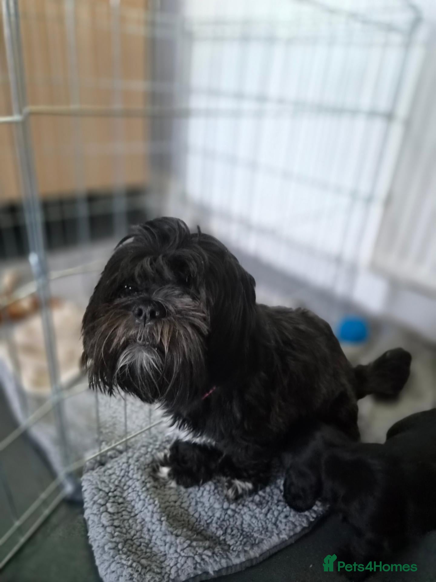 Mixed Breed dogs Cocker Spaniel x Shih Tzu Puppys - Advert 5