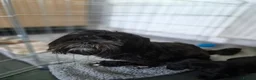 Mixed Breed dogs for sale: Cocker Spaniel x Shih Tzu Puppys in Wimborne - Advert 1