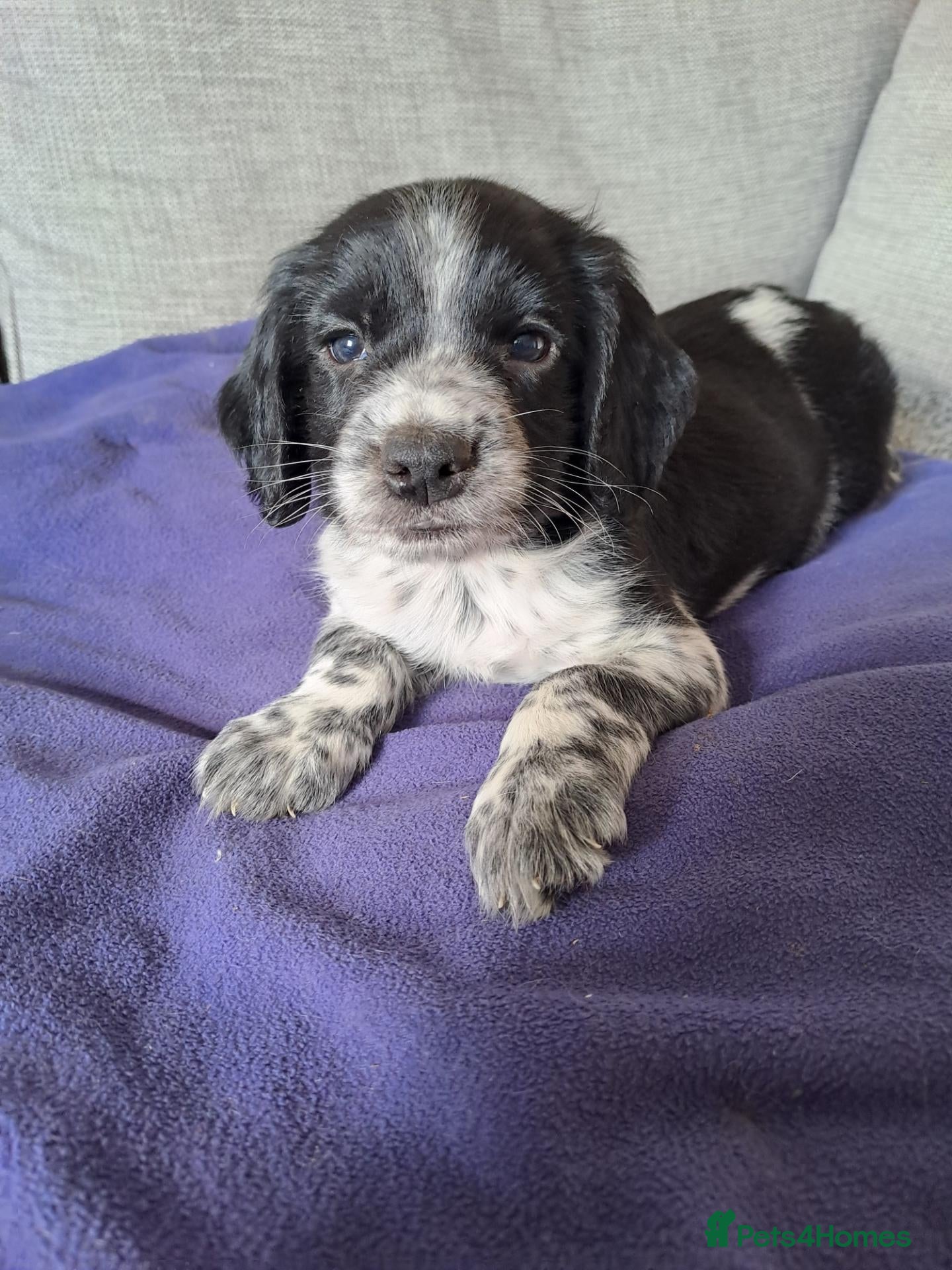 Sprocker dogs Ready this week F1 Sprocker puppies  - Advert 2
