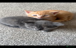 Ragdoll cats for sale: Gorgeous ragdoll cross grey kitten for sale - Image 2