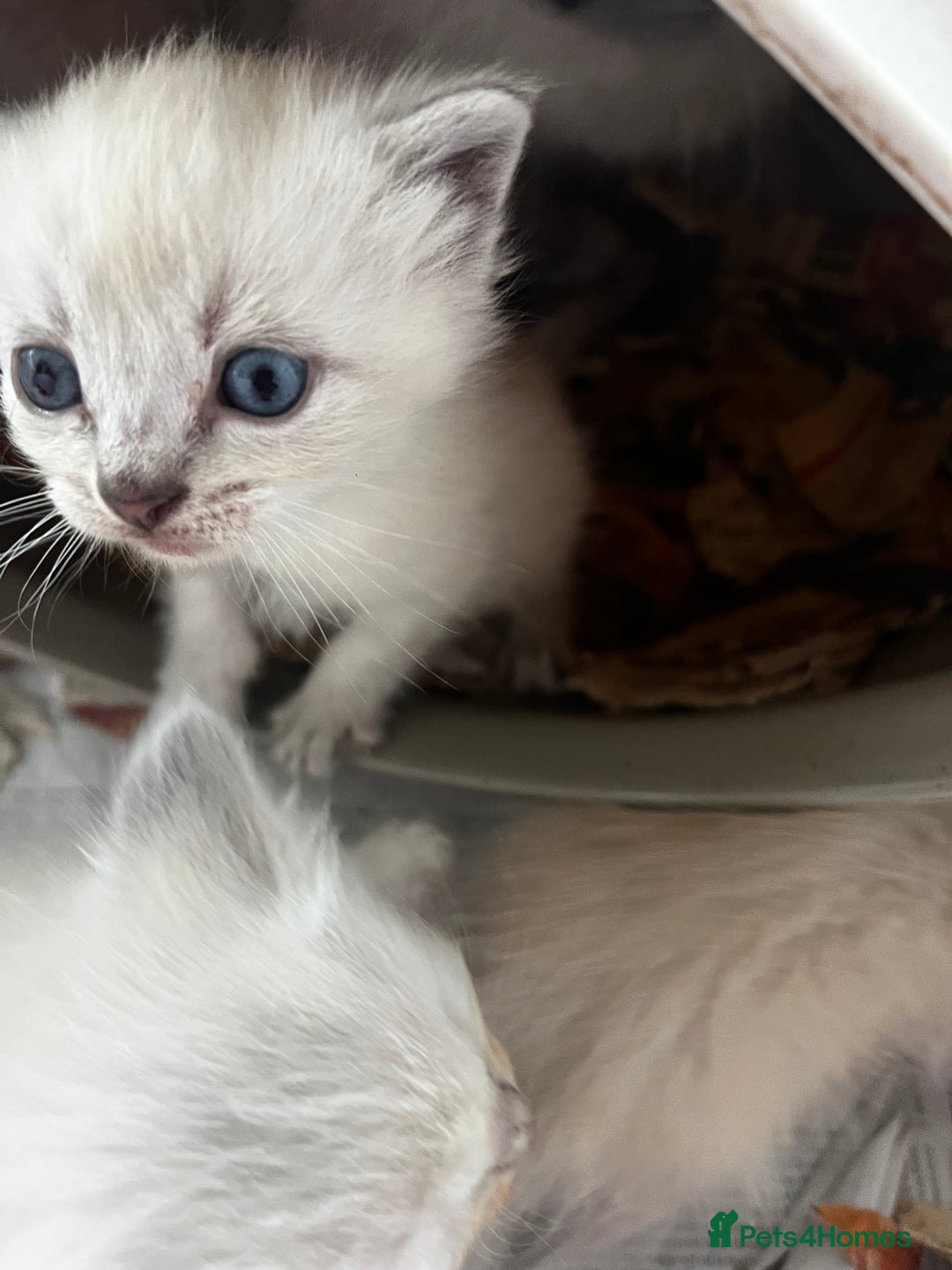 Ragdoll cats for sale: Mink ragdolls - Advert 6