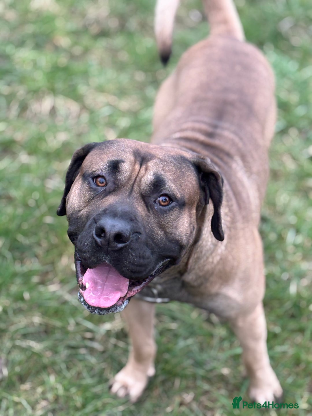 Presa Canario dogs for stud: beautiful presa canario for stud  - Image 4