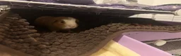 Guinea Pig rodents for sale: male guinea pig for rehoming in Southampton - Advert 7