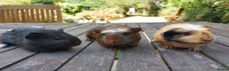 Guinea Pig rodents for sale: Beautiful baby Guinea Pigs  - Advert 5