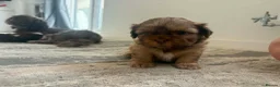 Shih Tzu dogs for sale: Stunning Shih Tzu puppies  - Advert 9