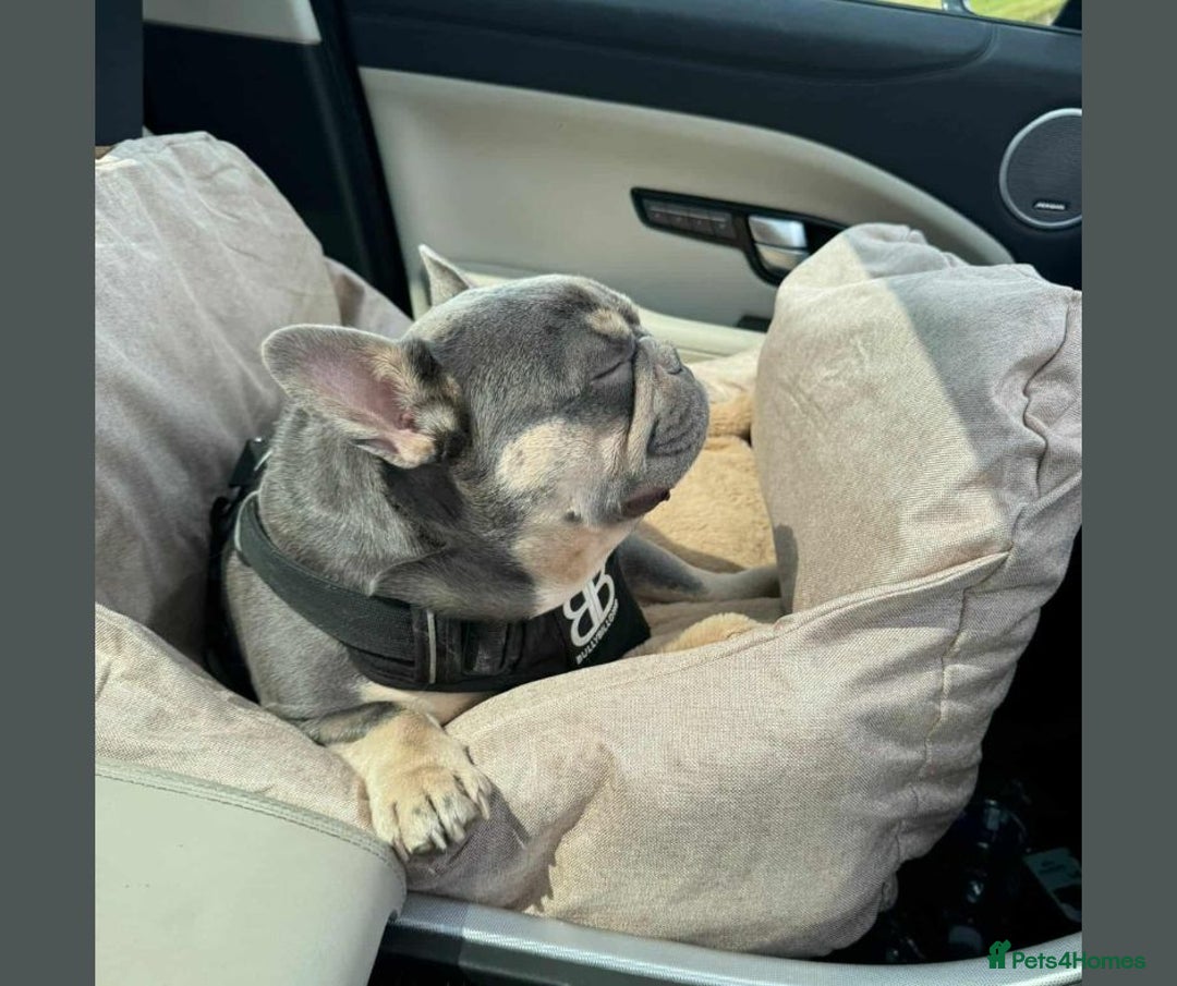 French Bulldog dogs for adoption: BEAR - needs a new, loving home. - Image 6