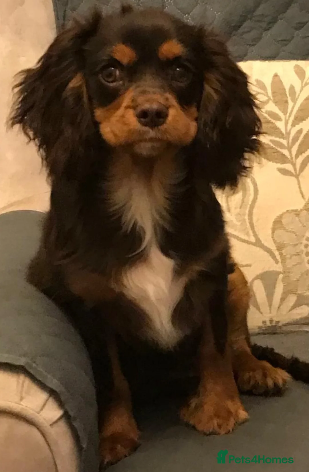 Cavalier King Charles Spaniel dogs for stud: 🤎 Chocolate and Tan 🤎  - Advert 2