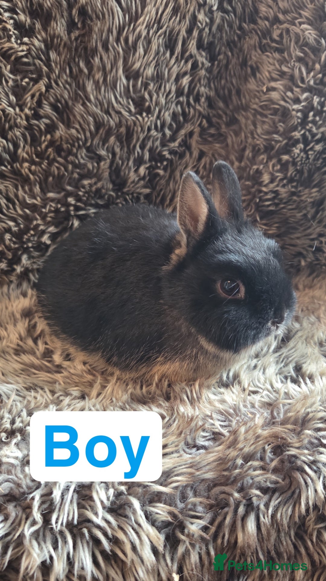 Netherland Dwarf rabbits for sale: Baby Netherland Dwarfs  - Advert 9