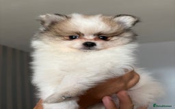 Pomeranian dogs for sale: Handsome Pomeranian Puppies ready - Image 1