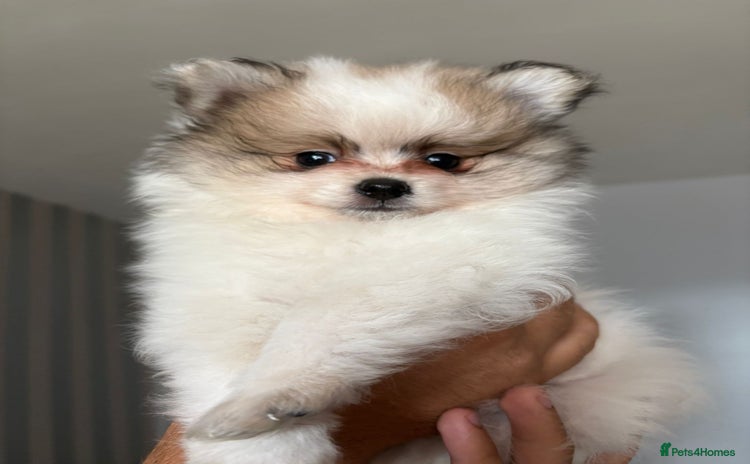 Pomeranian dogs - Advert 11