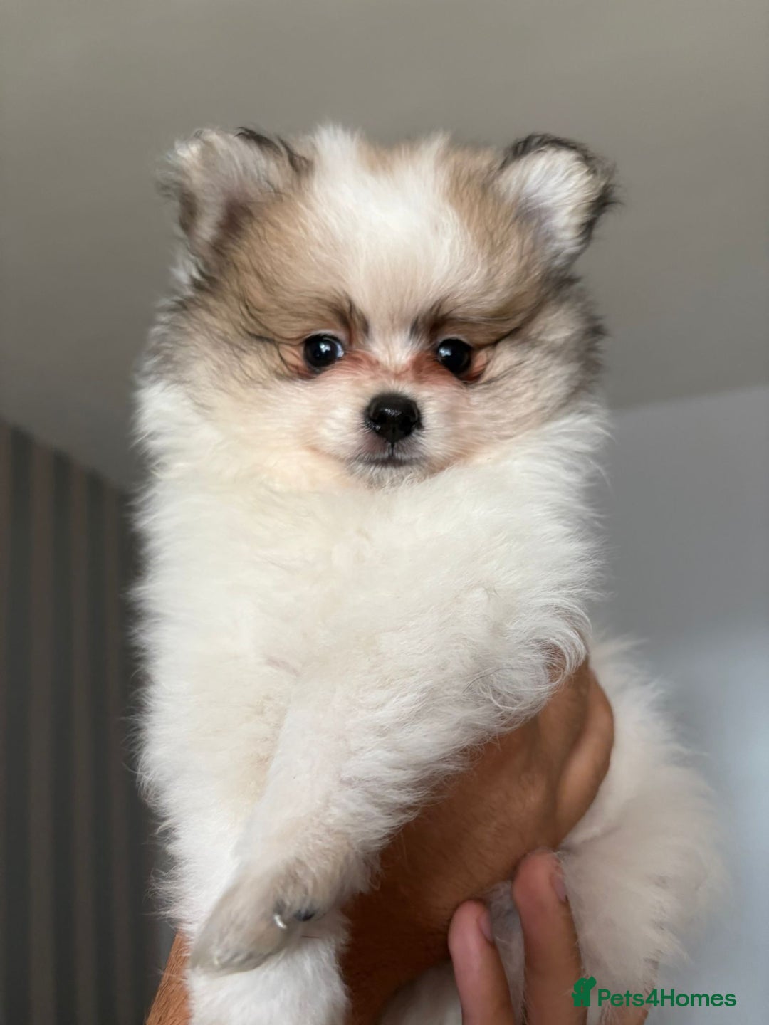 Pomeranian dogs for sale: Handsome Pomeranian Puppies ready - Image 1