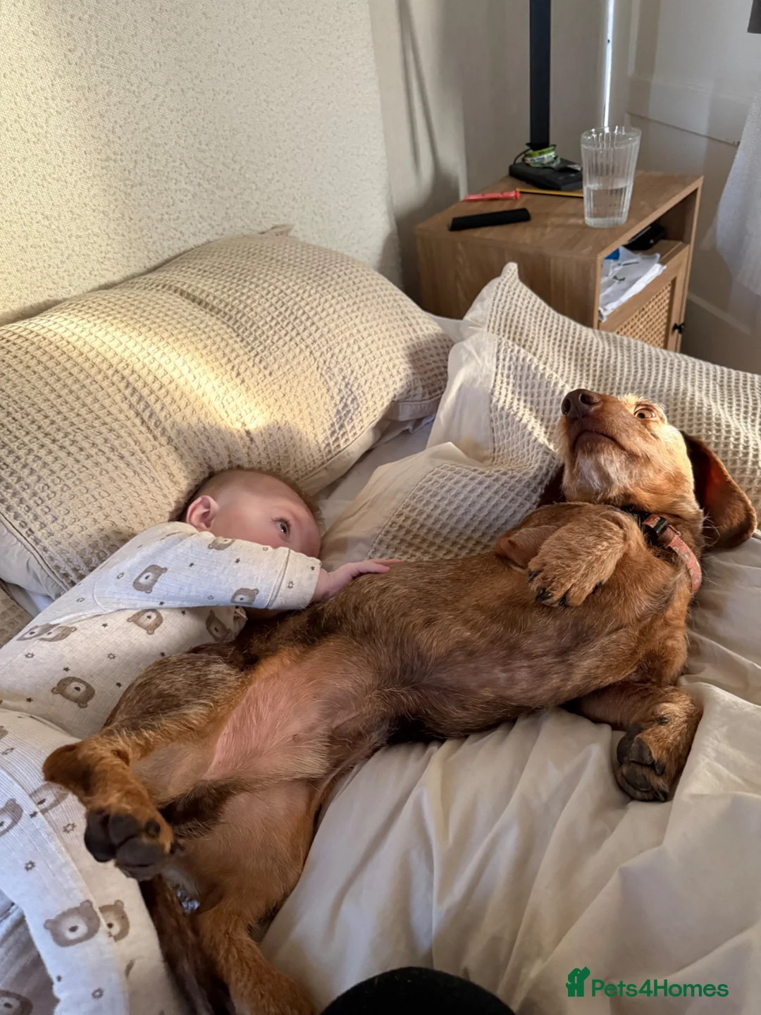 Dachshund dogs for sale: 6 year old Dachshund for rehome - Advert 2