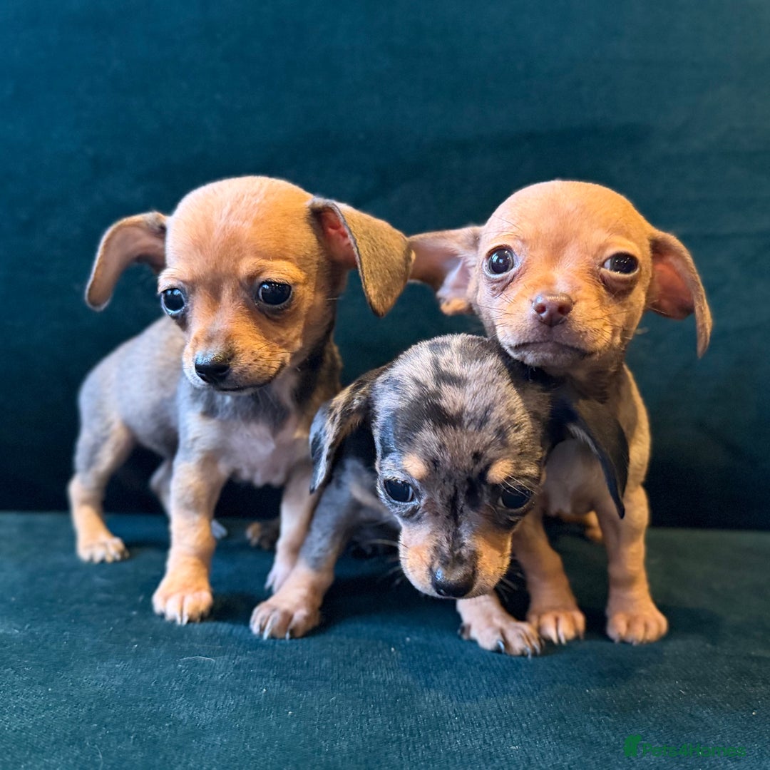 Mixed Breed dogs for sale: Chihuahua cross dachshund puppies  - Advert 11